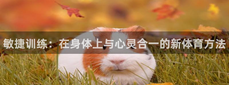 皇冠277体育：敏捷训练：在身体上与心灵合一的新体育方法